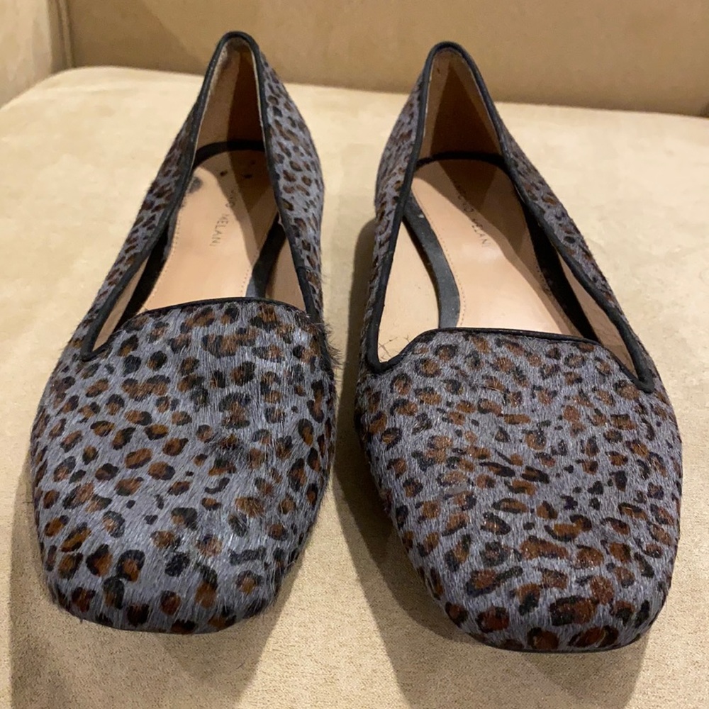 Grey Leopard